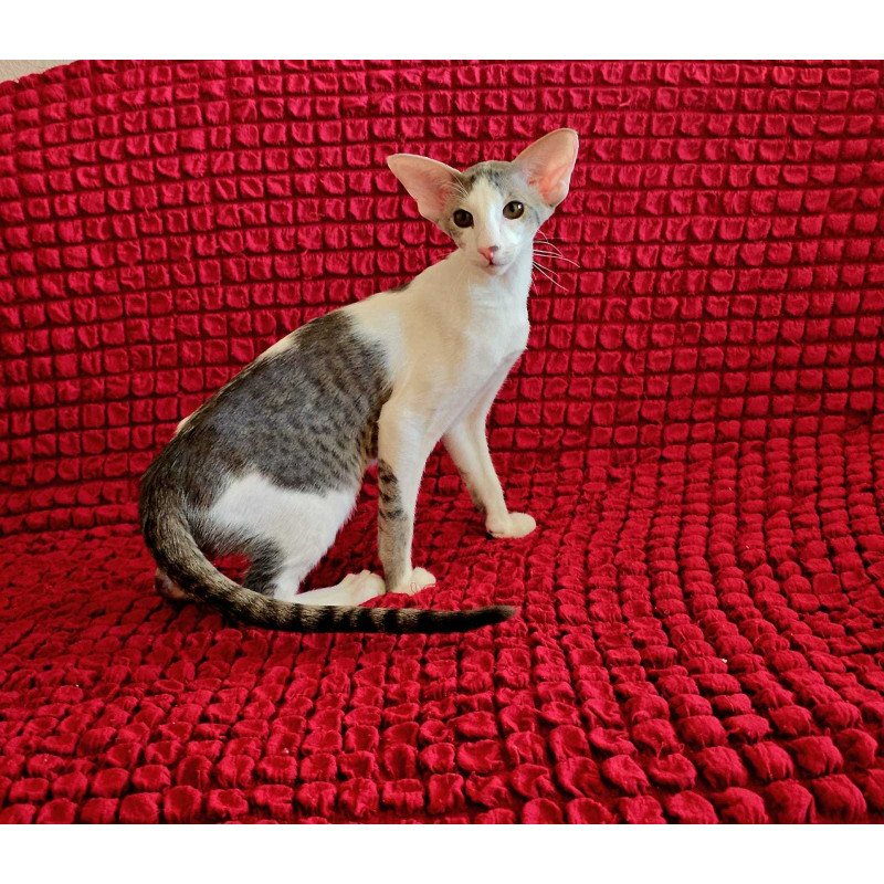 Oriental NOV Romeo