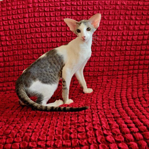 Oriental NOV Romeo
