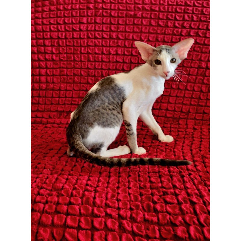 Oriental NOV Romeo