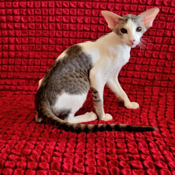 Oriental NOV Romeo
