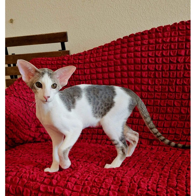Oriental NOV Romeo
