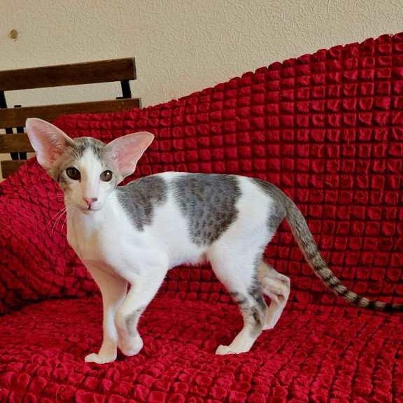 Oriental NOV Romeo