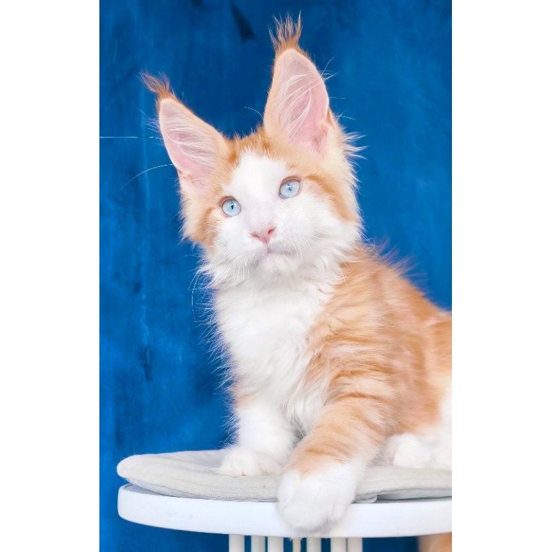 Maine Coon NOV Laky Strike