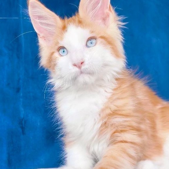 Maine Coon NOV Laky Strike