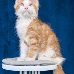 Maine Coon NOV Laky Strike