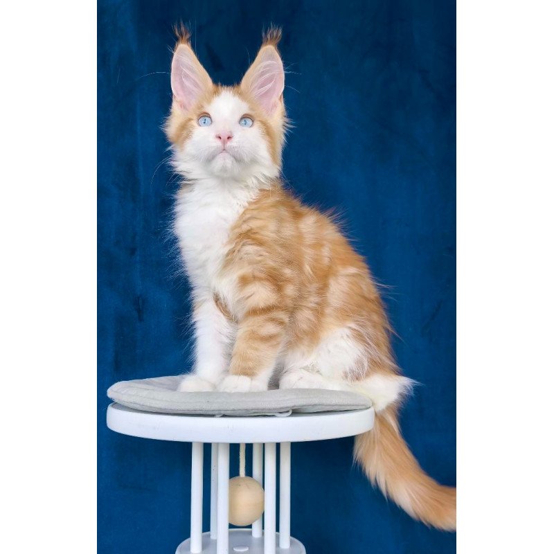 Maine Coon NOV Laky Strike