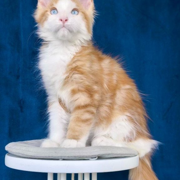 Maine Coon NOV Laky Strike