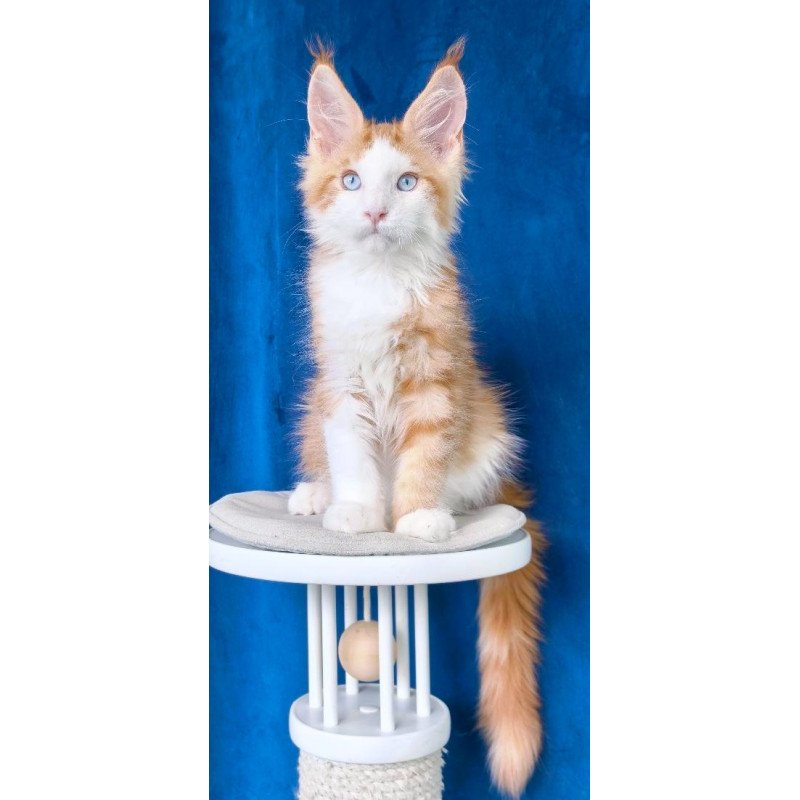 Maine Coon NOV Laky Strike