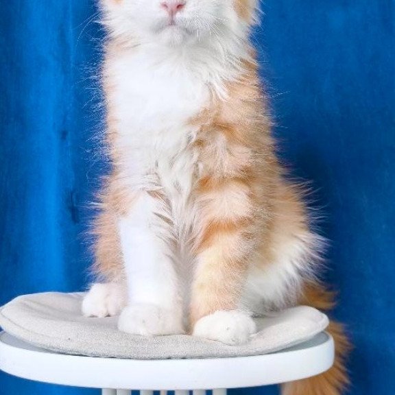 Maine Coon NOV Laky Strike