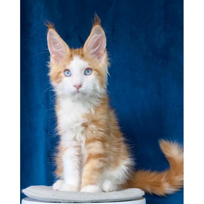 Maine Coon NOV Laky Strike