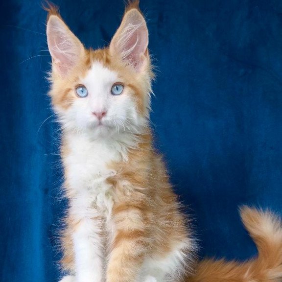 Maine Coon NOV Laky Strike