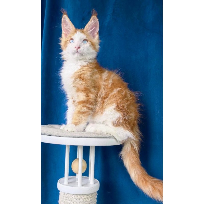 Maine Coon NOV Laky Strike