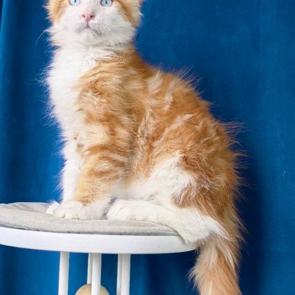 Maine Coon NOV Laky Strike