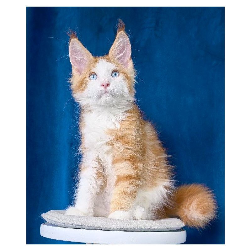 Maine Coon NOV Laky Strike
