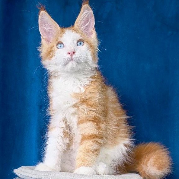 Maine Coon NOV Laky Strike
