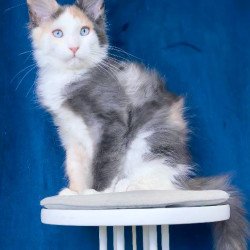 Maine Coon NOV Ledi Dior