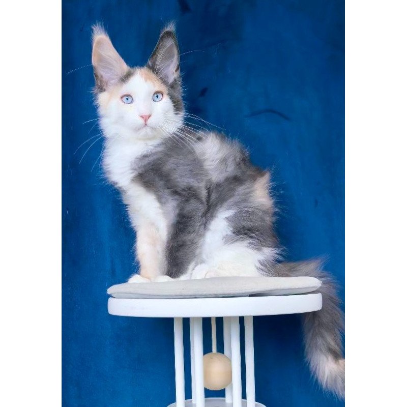 Maine Coon NOV Ledi Dior