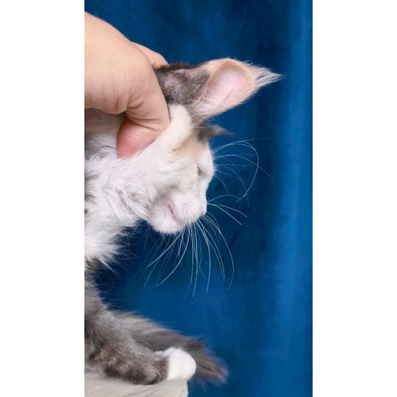 Maine Coon NOV Ledi Dior