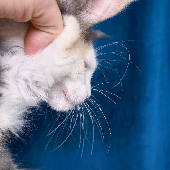 Maine Coon NOV Ledi Dior