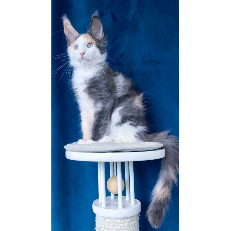 Maine Coon NOV Ledi Dior