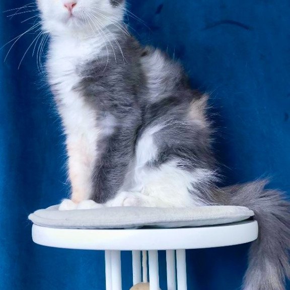 Maine Coon NOV Ledi Dior