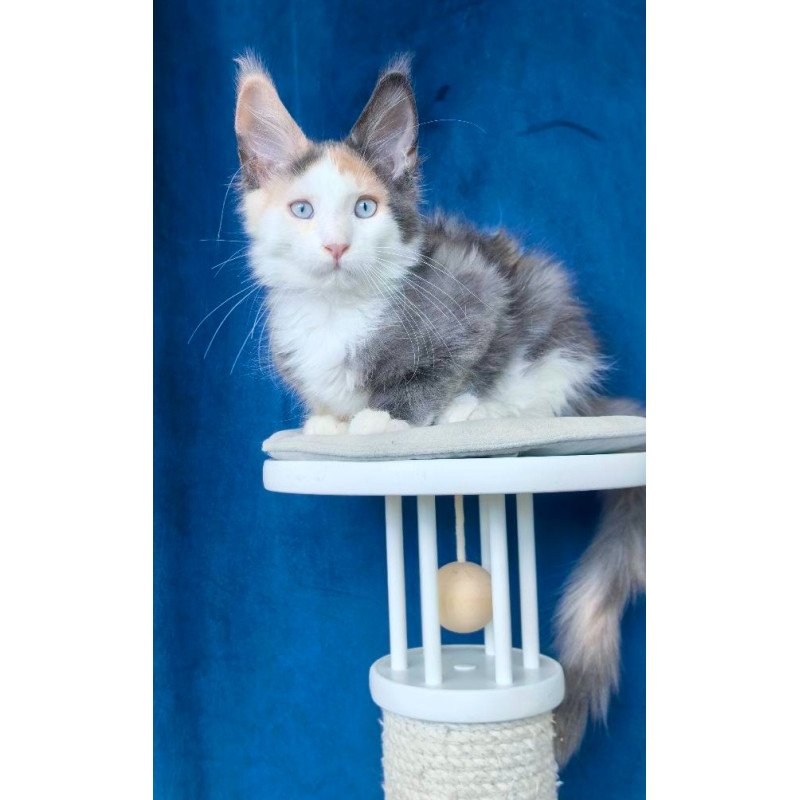 Maine Coon NOV Ledi Dior