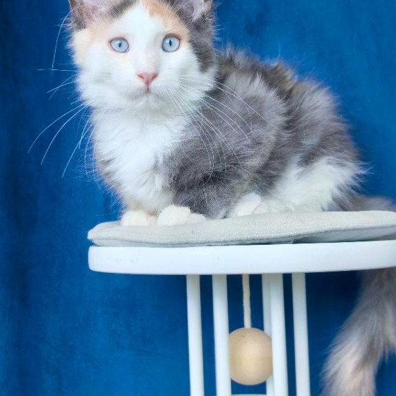 Maine Coon NOV Ledi Dior