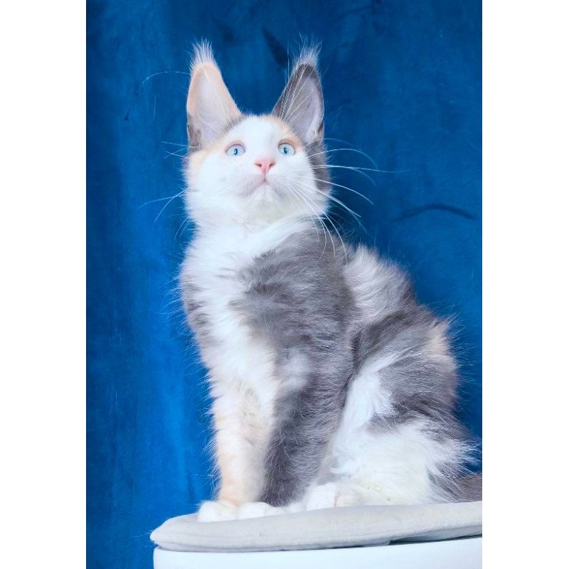Maine Coon NOV Ledi Dior