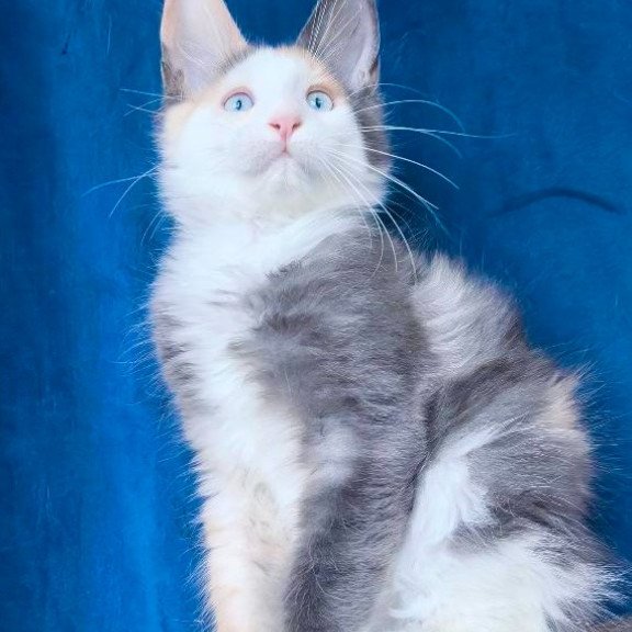 Maine Coon NOV Ledi Dior