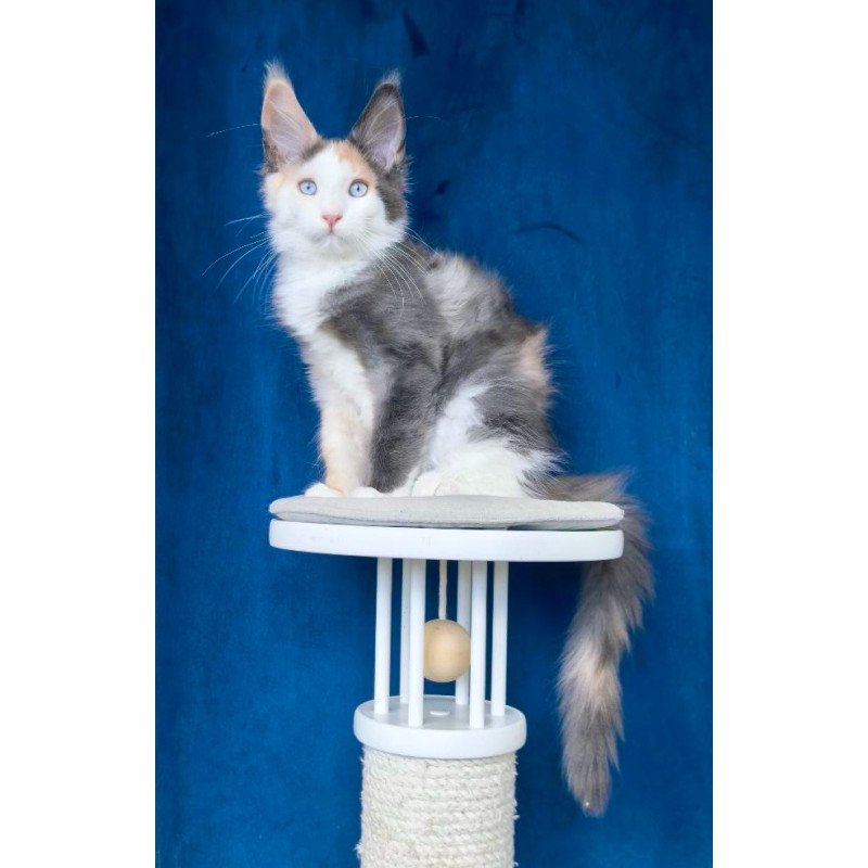 Maine Coon NOV Ledi Dior