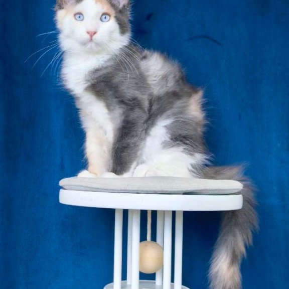 Maine Coon NOV Ledi Dior