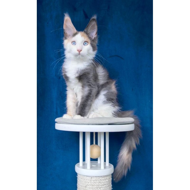 Maine Coon NOV Ledi Dior