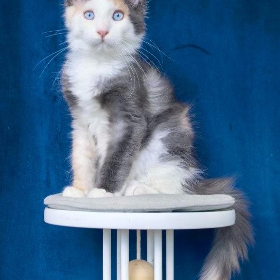 Maine Coon NOV Ledi Dior