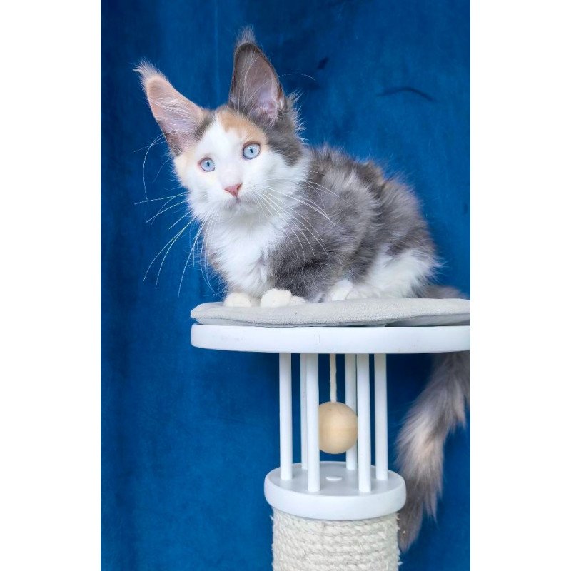 Maine Coon NOV Ledi Dior