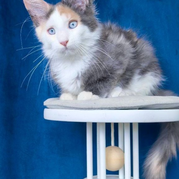 Maine Coon NOV Ledi Dior