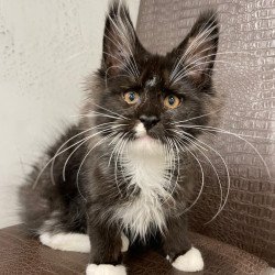 Maine Coon NOV Irik