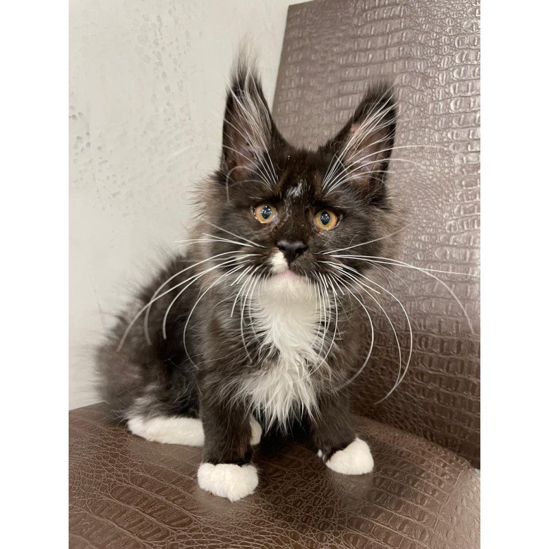 Maine Coon NOV Irik