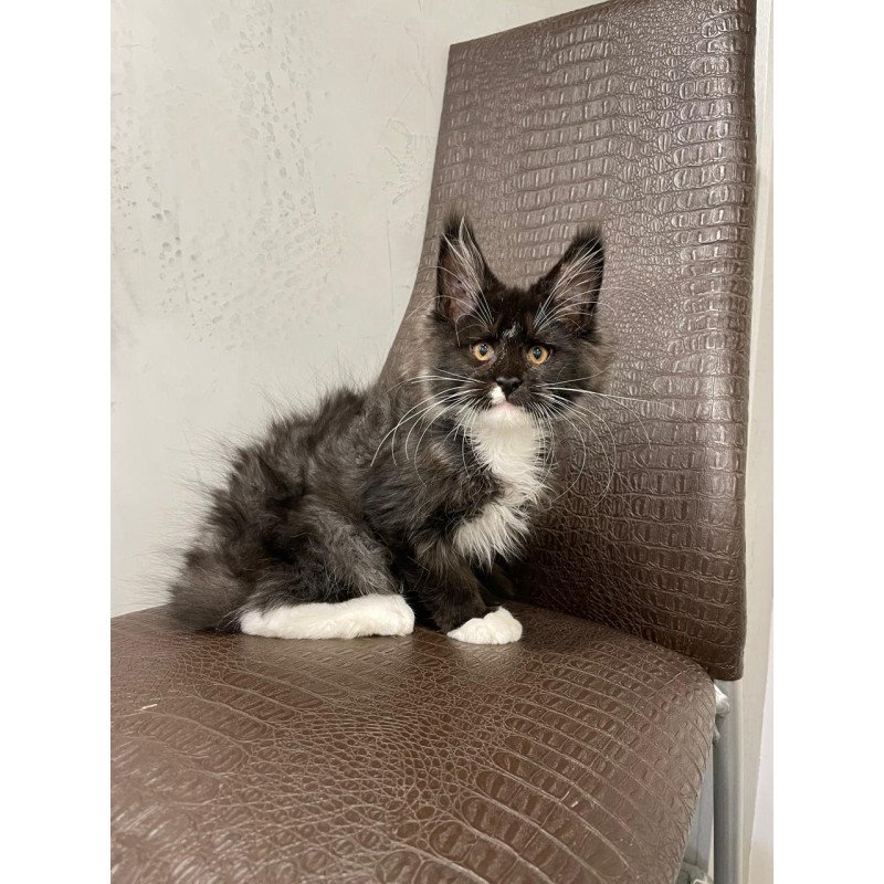 Maine Coon NOV Irik