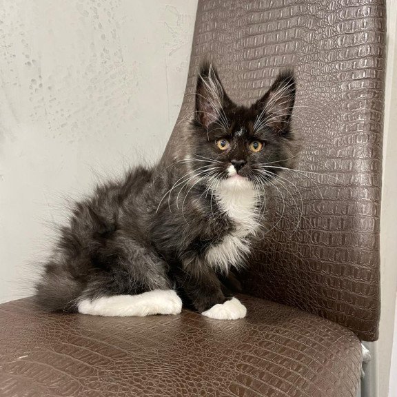Maine Coon NOV Irik