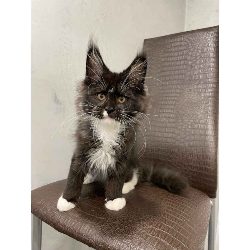 Maine Coon NOV Irik
