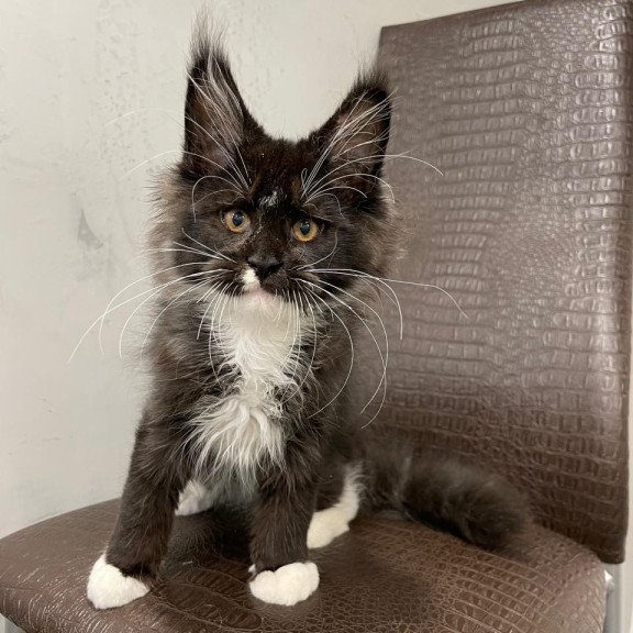 Maine Coon NOV Irik