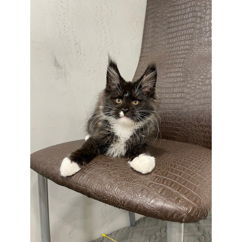 Maine Coon NOV Irik