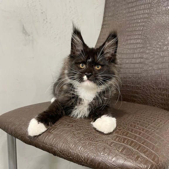 Maine Coon NOV Irik