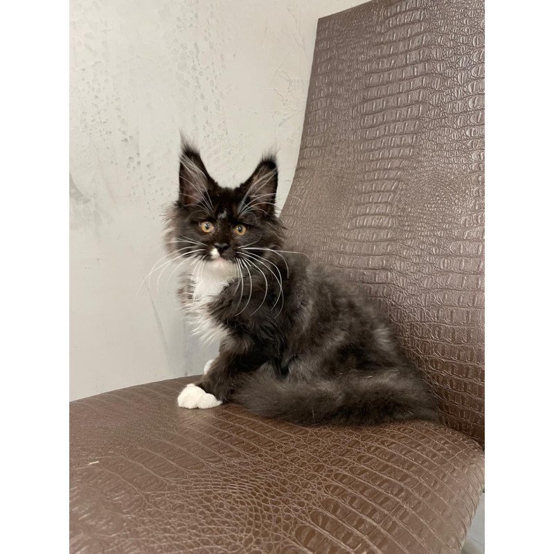Maine Coon NOV Irik