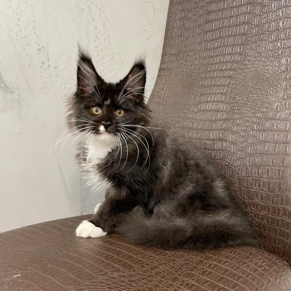 Maine Coon NOV Irik