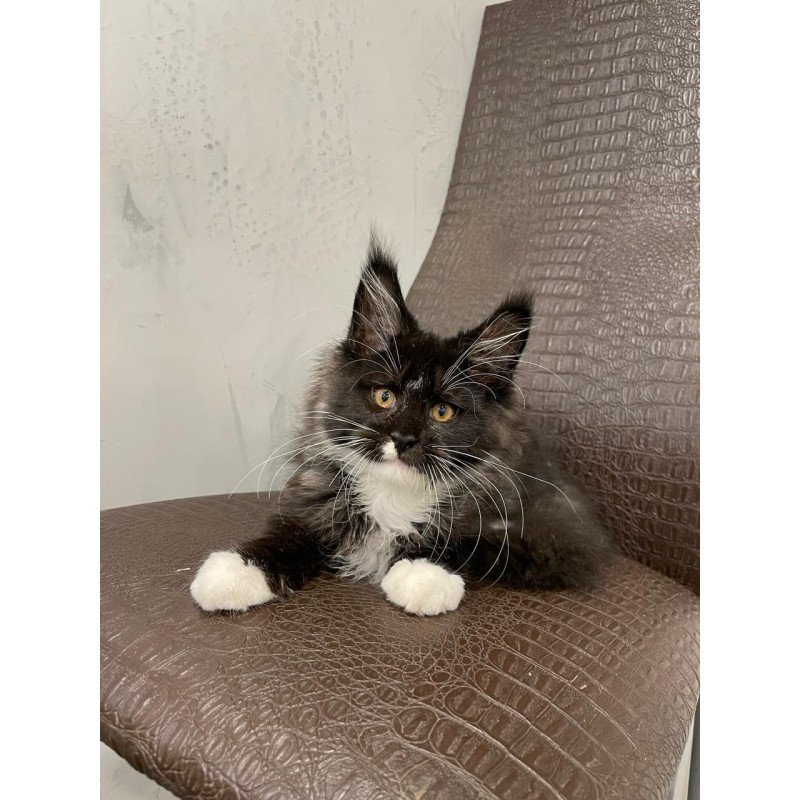 Maine Coon NOV Irik