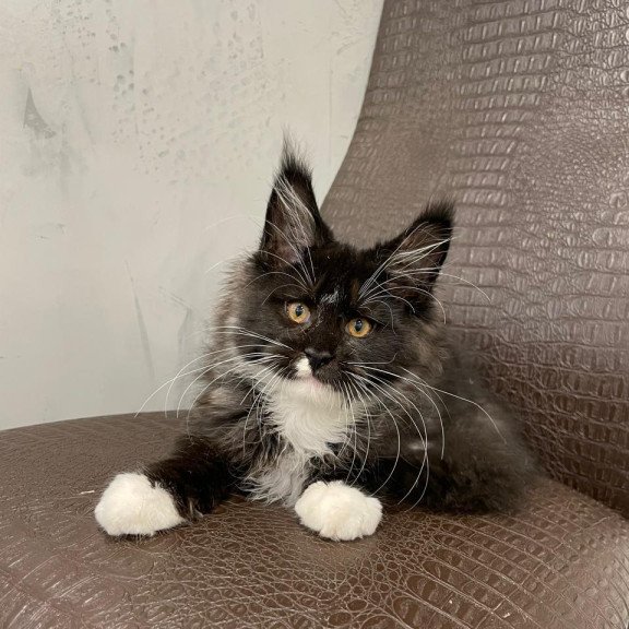 Maine Coon NOV Irik