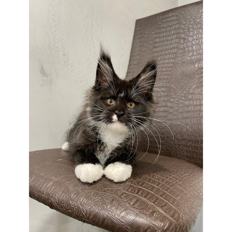 Maine Coon NOV Irik