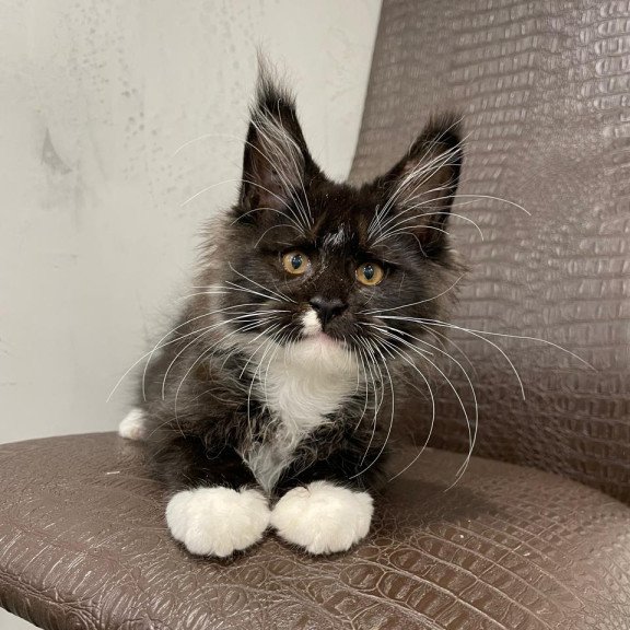 Maine Coon NOV Irik