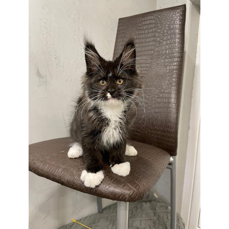 Maine Coon NOV Irik